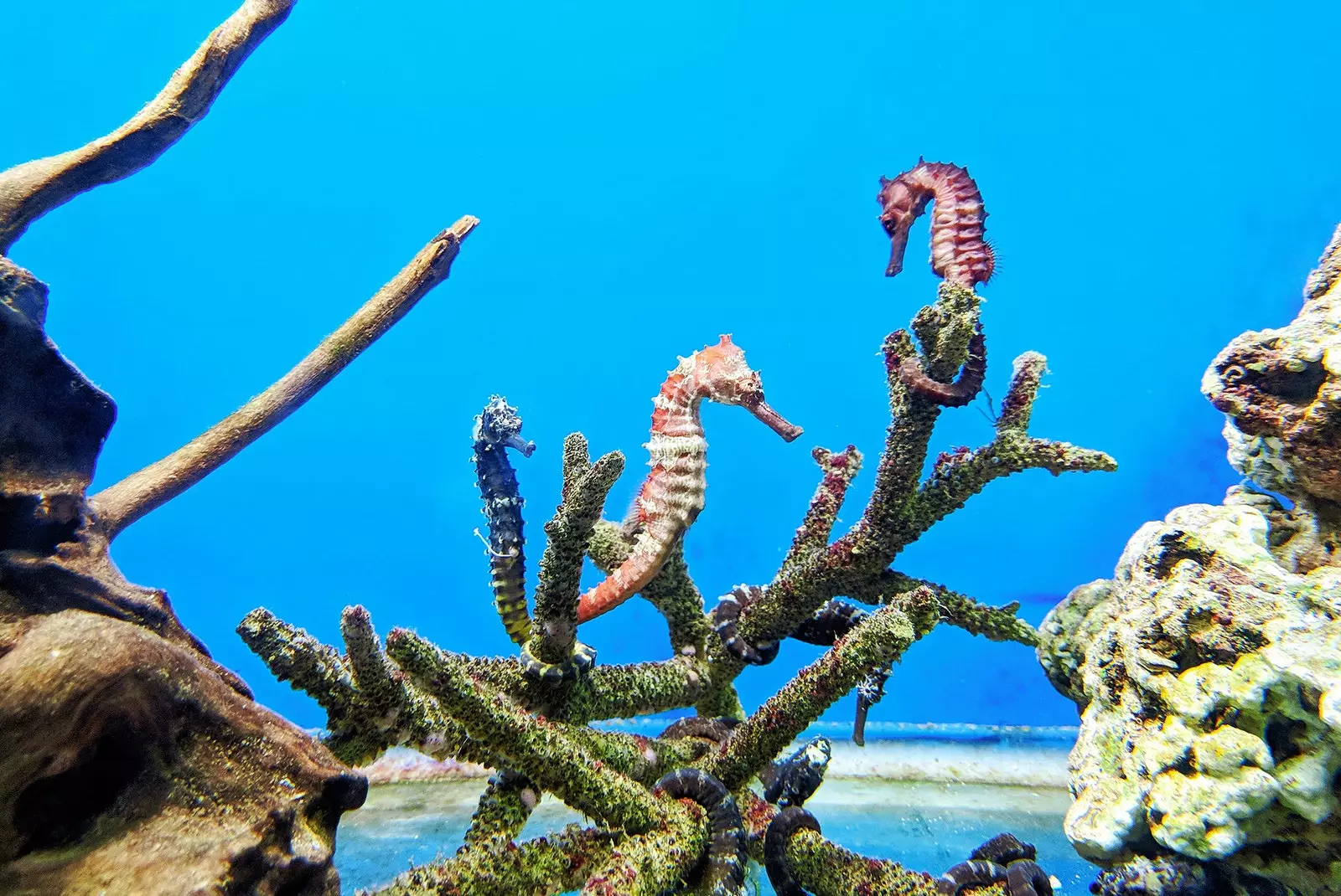 Seahorses