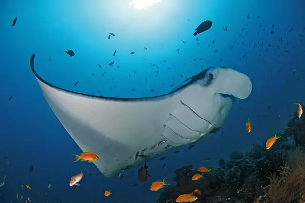 O que está acontecendo com nossos oceanos