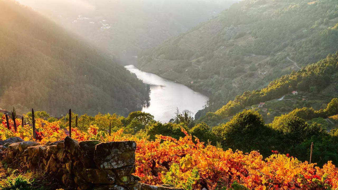 Zber hrozna Ribeira Sacra: misia pre superhrdinov