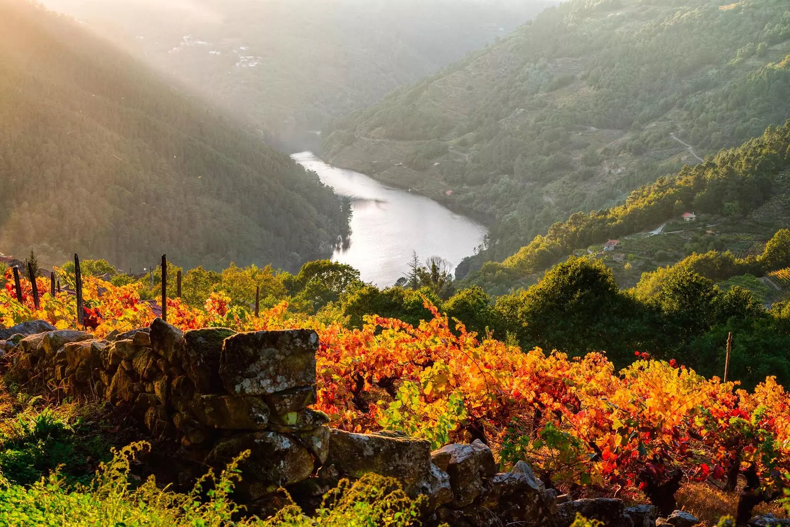 An ealaín na fómhar fíonchaor ar fána