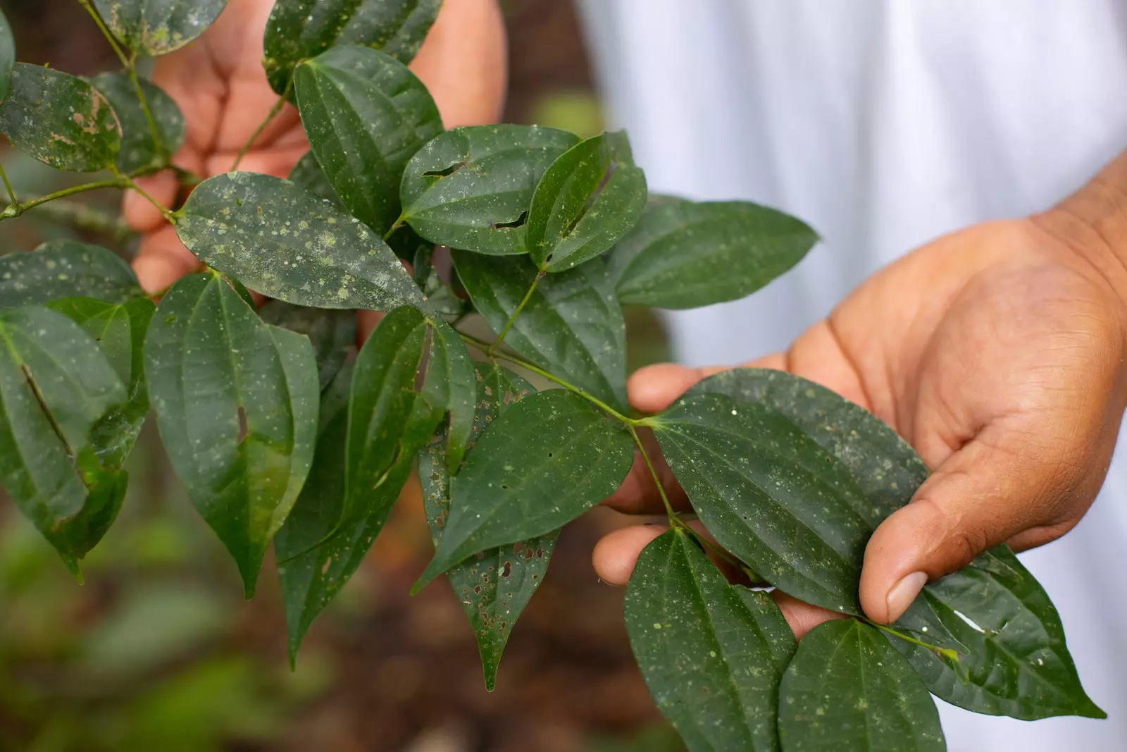 Selva Lacandona thuốc thực vật của nó.