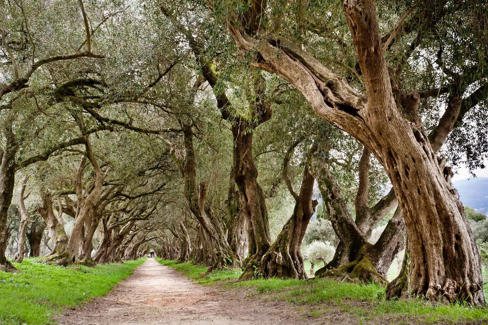 Olive tree walk in the Pazo de Santa Cruz de Rivadulla