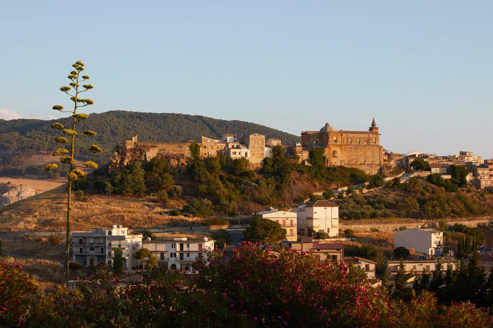 სამბუკა