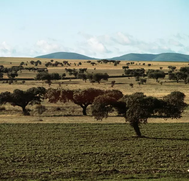 padang rumput extremadura