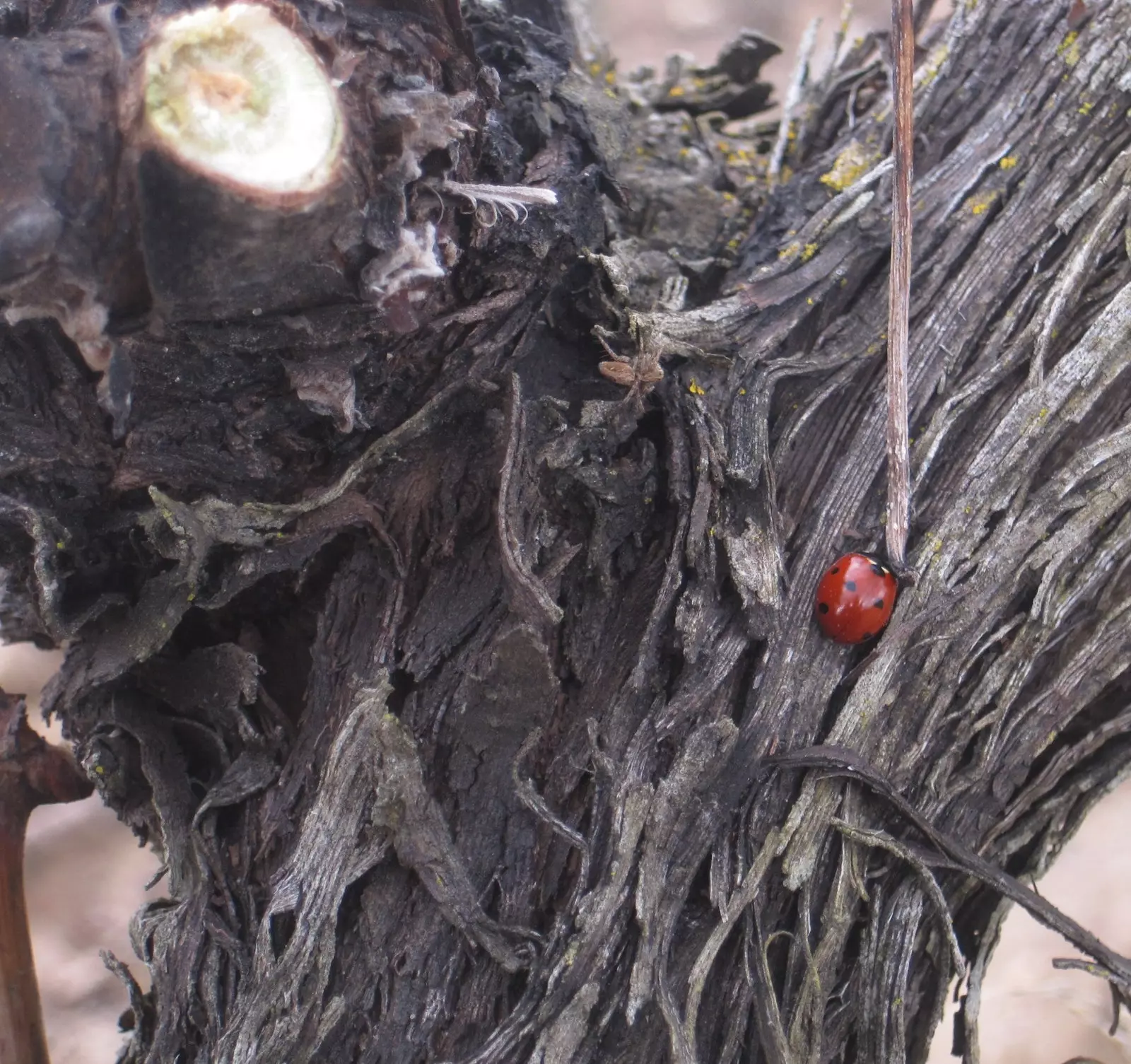 ladybugs guardians of the vine