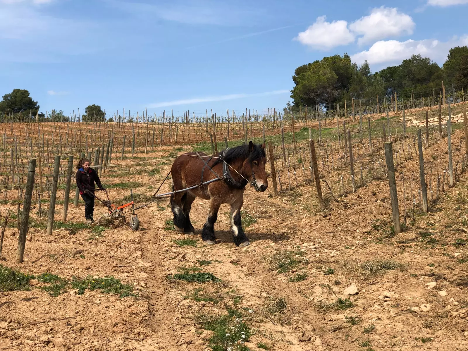 Cavallo da lavoro nei vigneti di Gramona