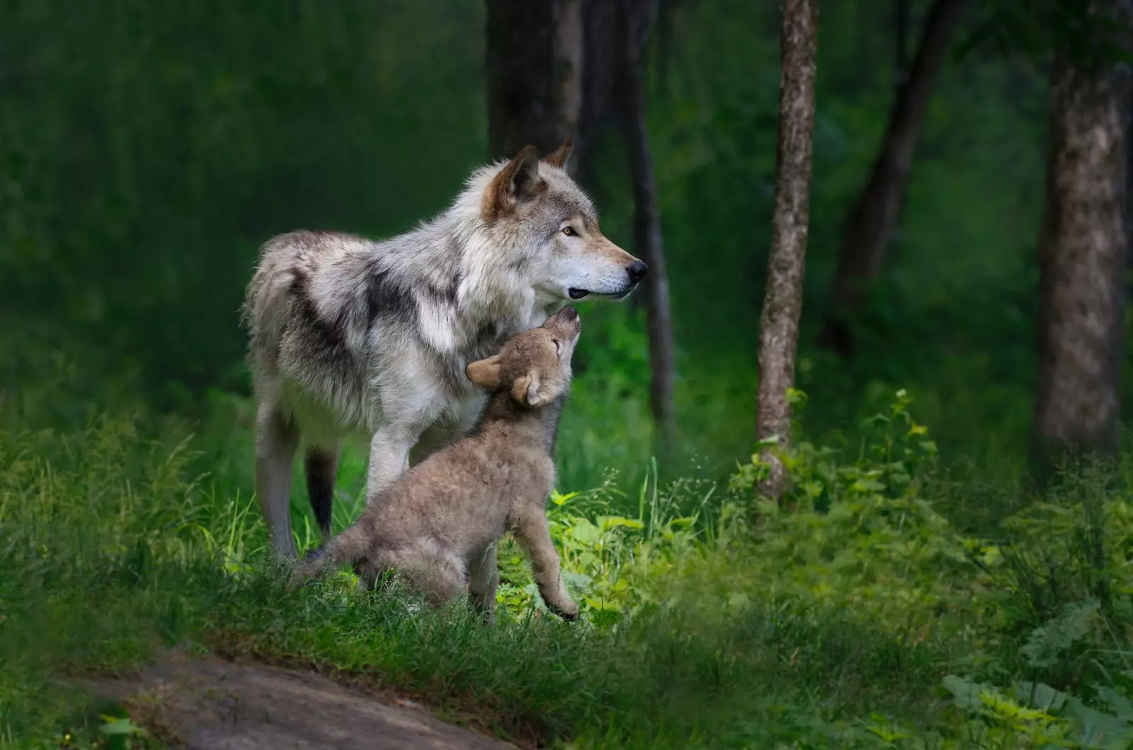 Doelstelling 2021 bescherming van de Iberische wolf.