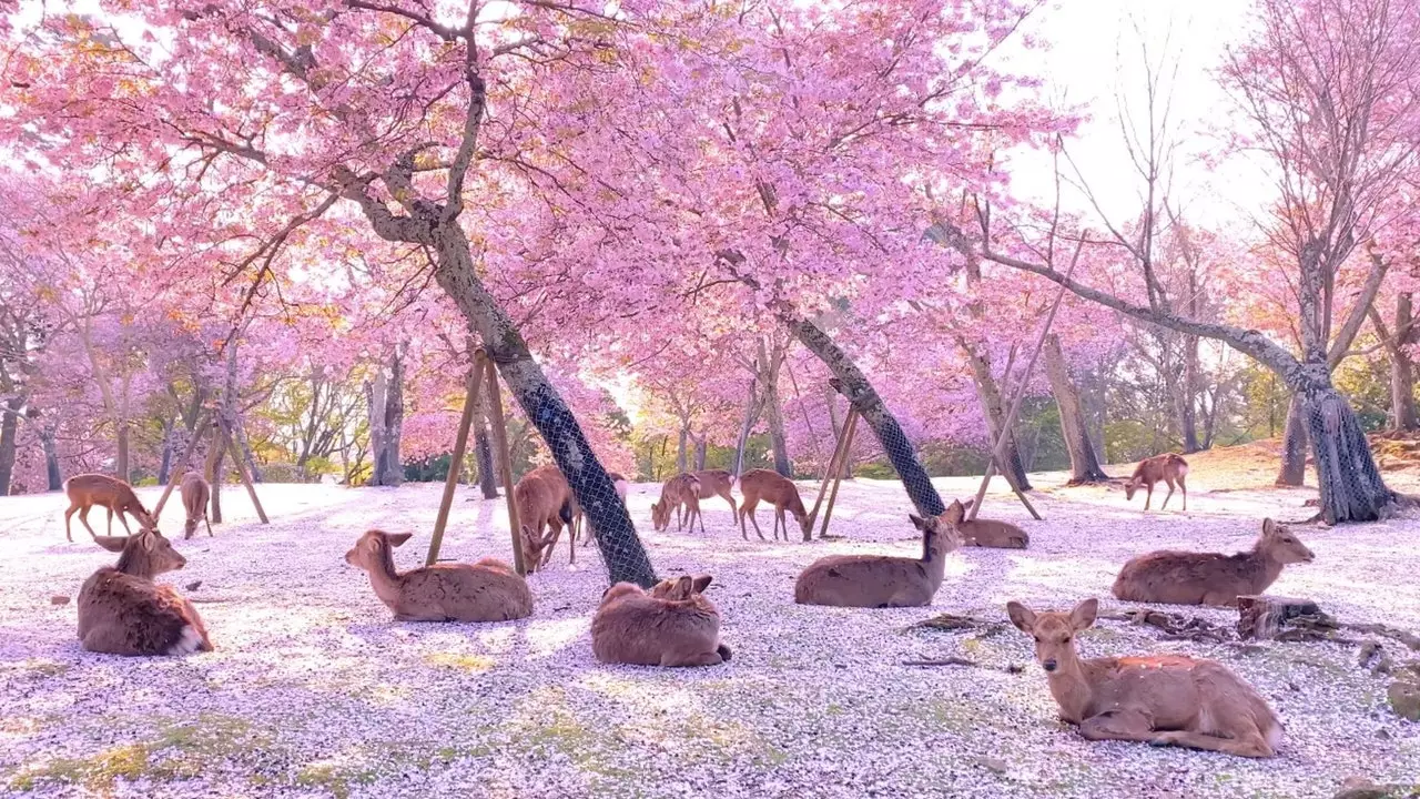 Il video del cervo sotto i fiori di ciliegio in Giappone che ha fatto il giro del mondo