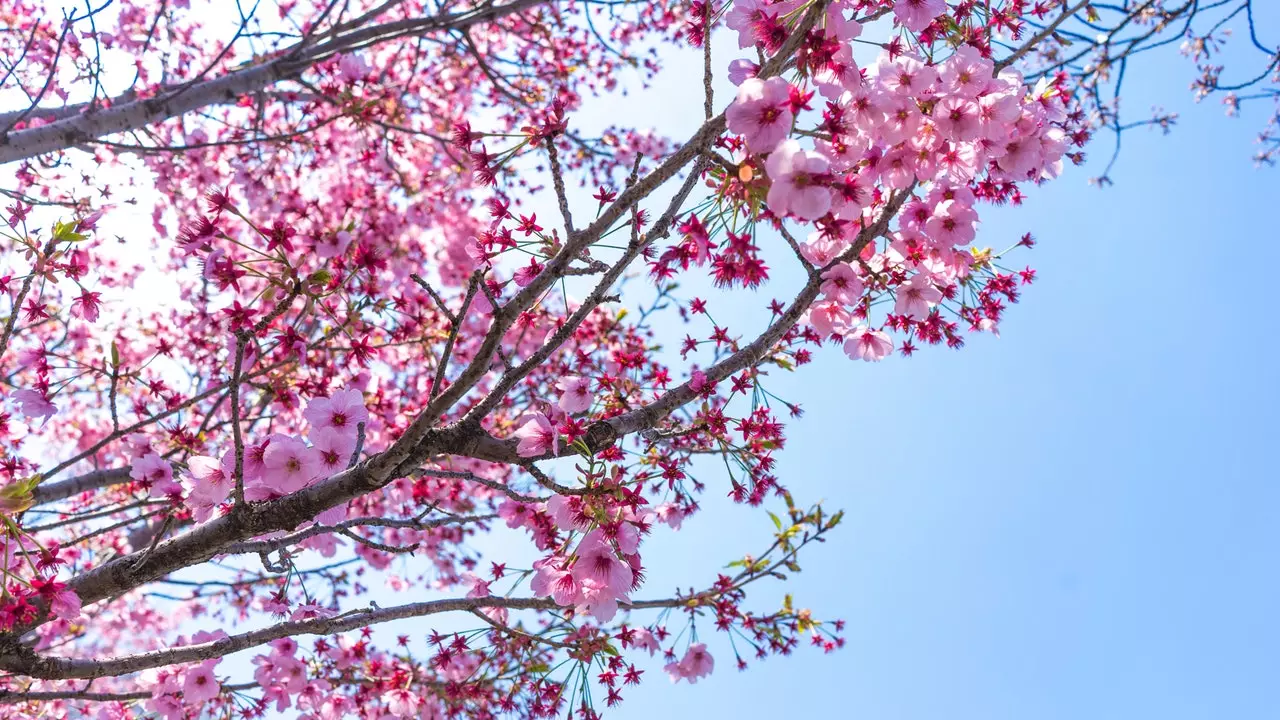 Gach rud atá uait ar an eolas faoi na blossoms silíní sa tSeapáin