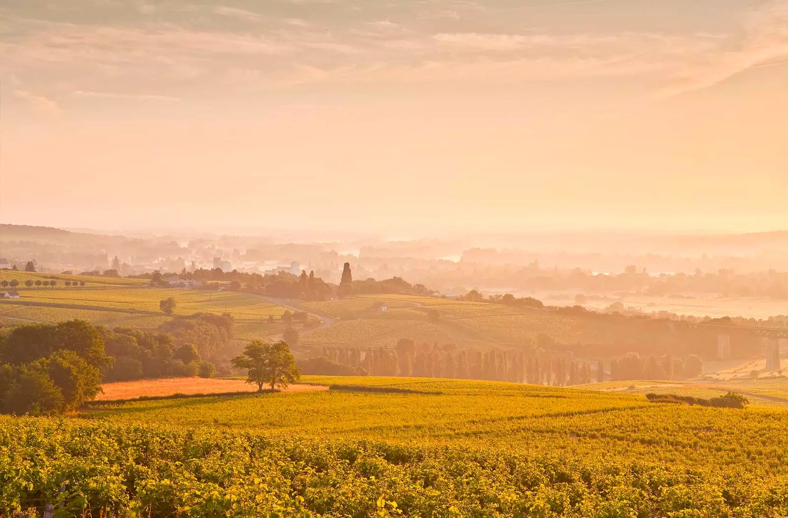 Loire art ta 'foresti u vinji