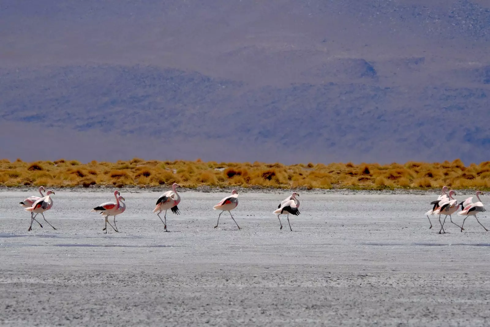 Grupp av flamingos i saltlägenheterna i Bolivia