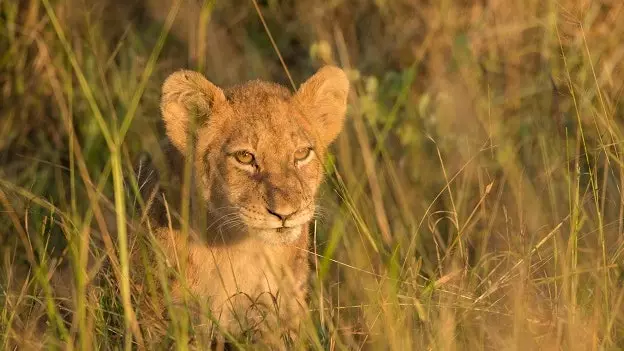 Das natürlichste und wildeste Südafrika, nur einen Klick entfernt mit Google Street View