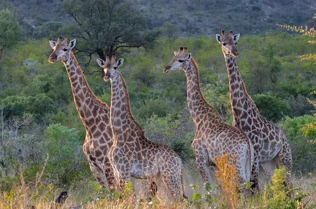 Сафари Африқои Ҷанубӣ бо Google Street View