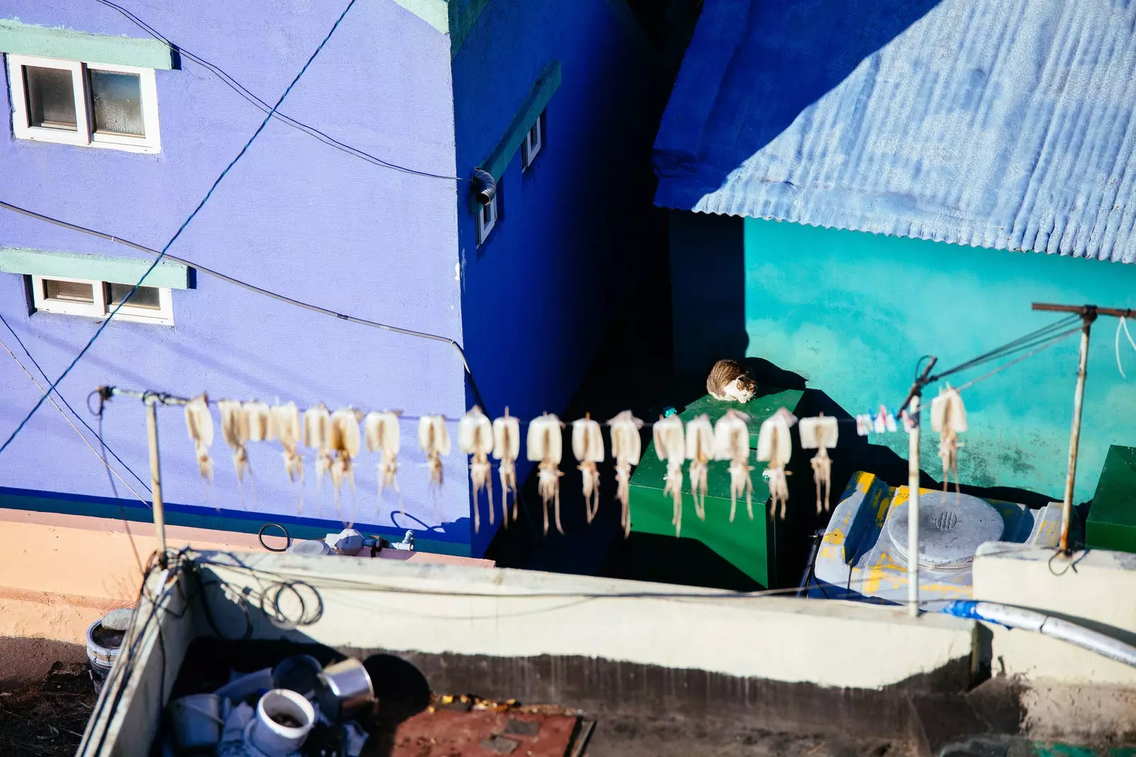 Squid drying in the sun on a terrace at Gamcheon Culture Village.