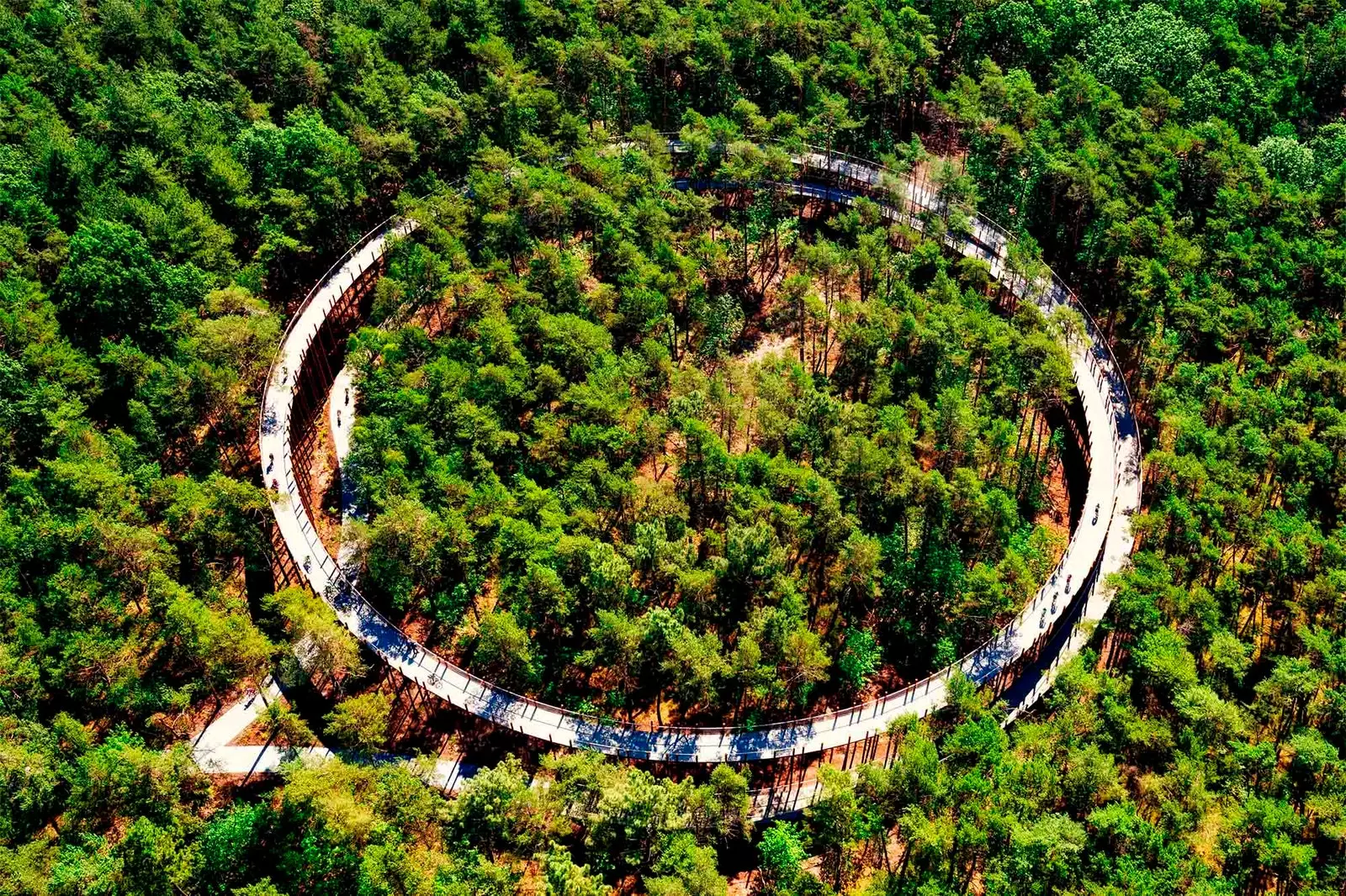 traseu de biciclete belgia limburg ring forest bosland