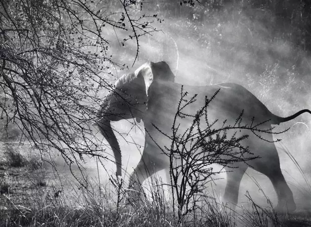 Olifant in Kafue National Park