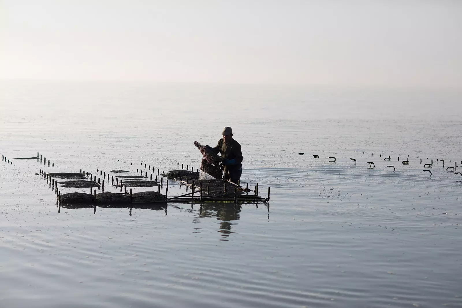 Trồng hàu ở Cancale