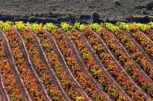 Landscapes of vineyards in La Rioja