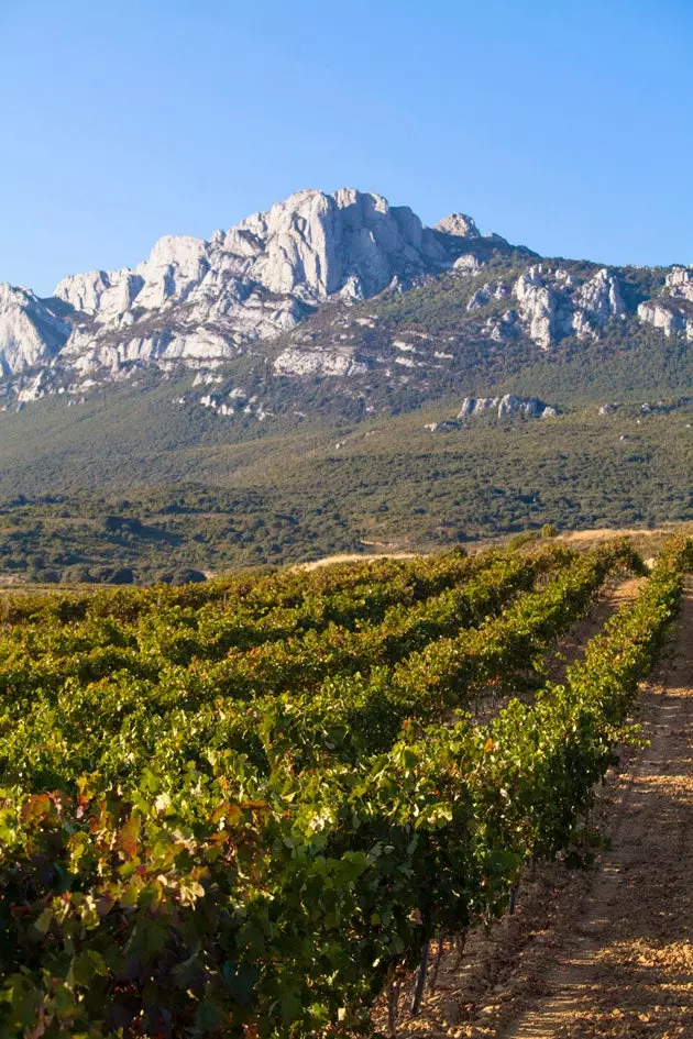 Paysages de vignobles de La Rioja