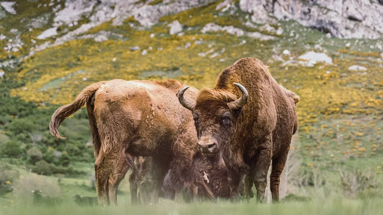 Stazama Arnua, safari u planini León