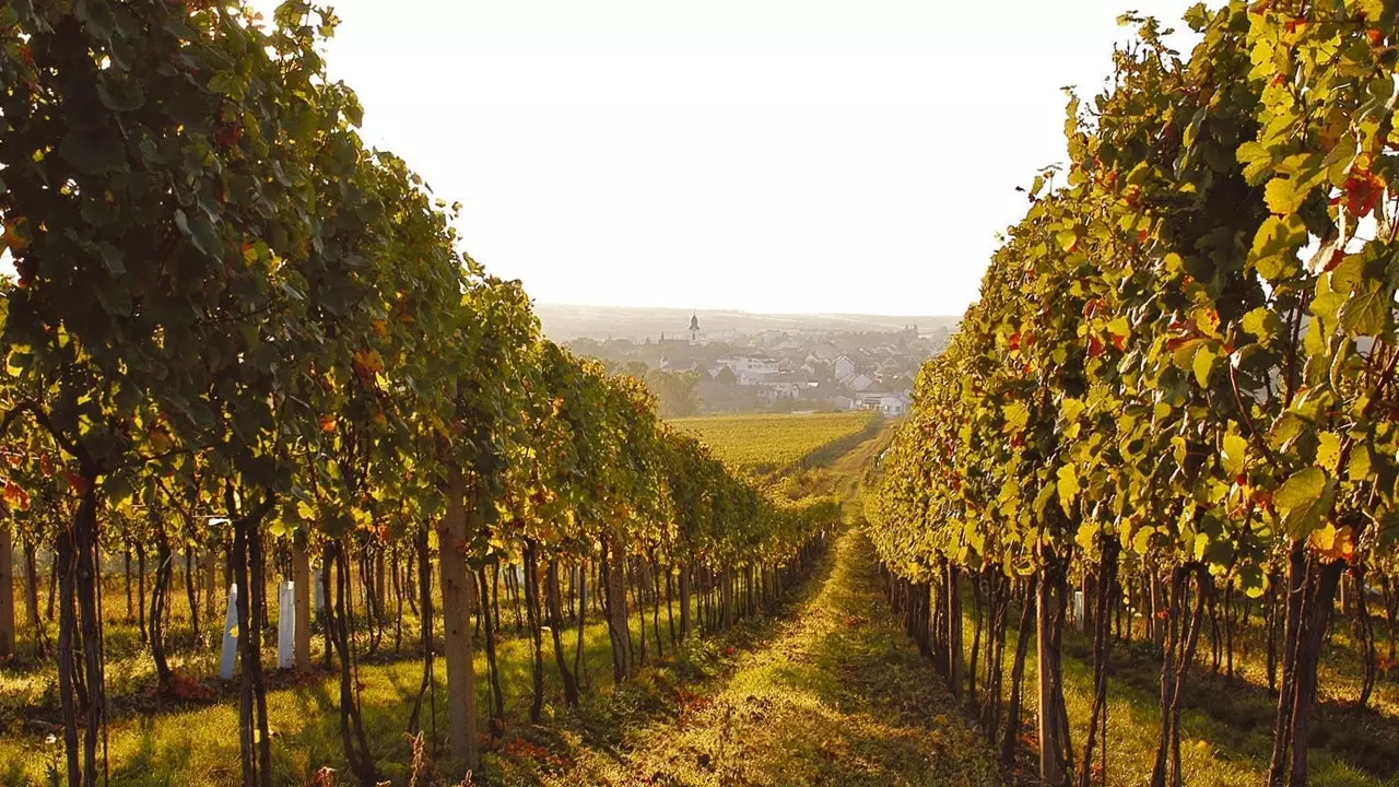 Kraví Hora : le rêve d'une République fédérale du vin en République tchèque