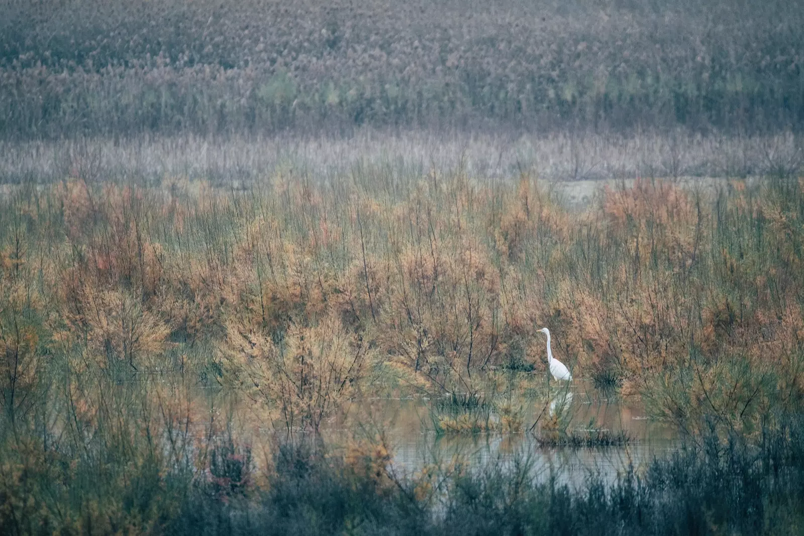 Oiseau dans la zone humide d'Aragon