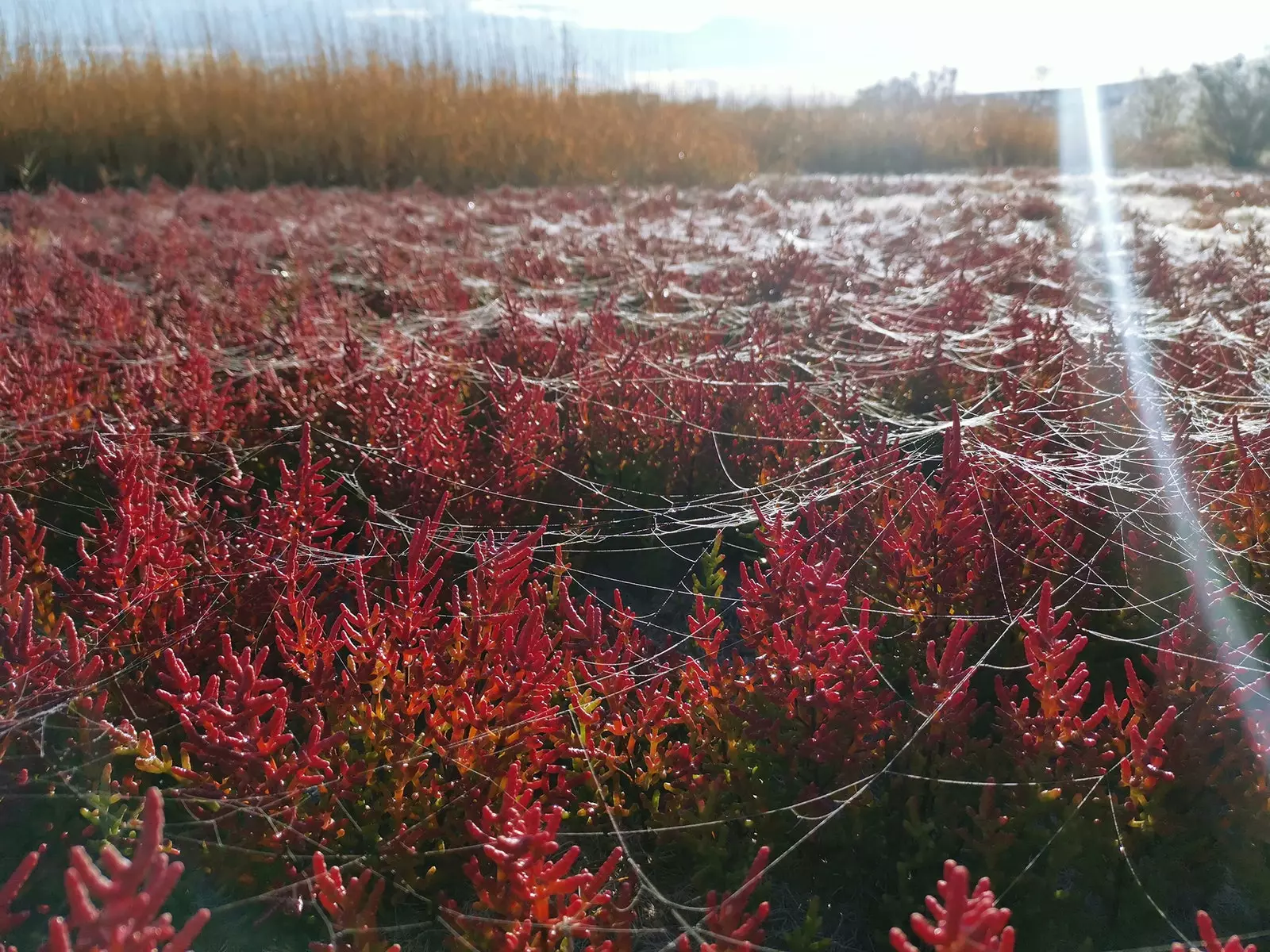 Salicornia