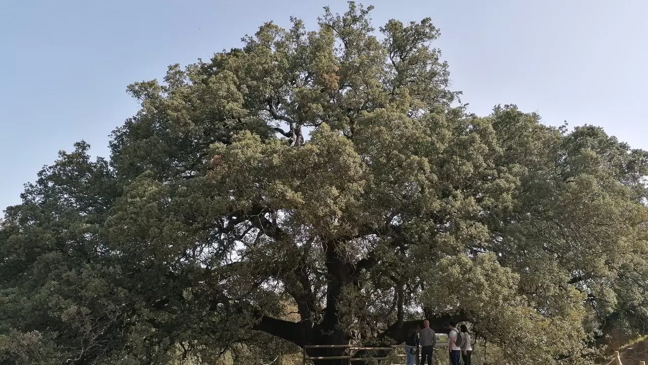 De Lecina Steeneik: de boom die een reis meer dan waard is