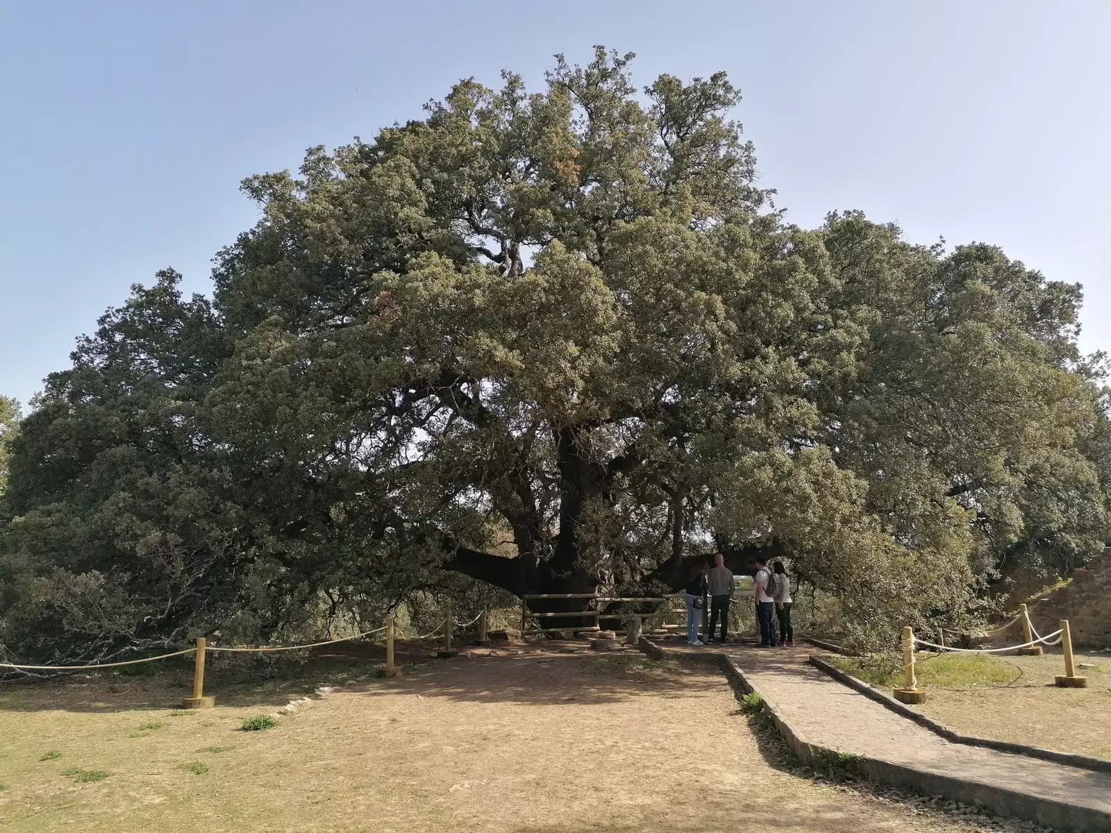 Il leccio di Lecina, l'albero che merita una gita