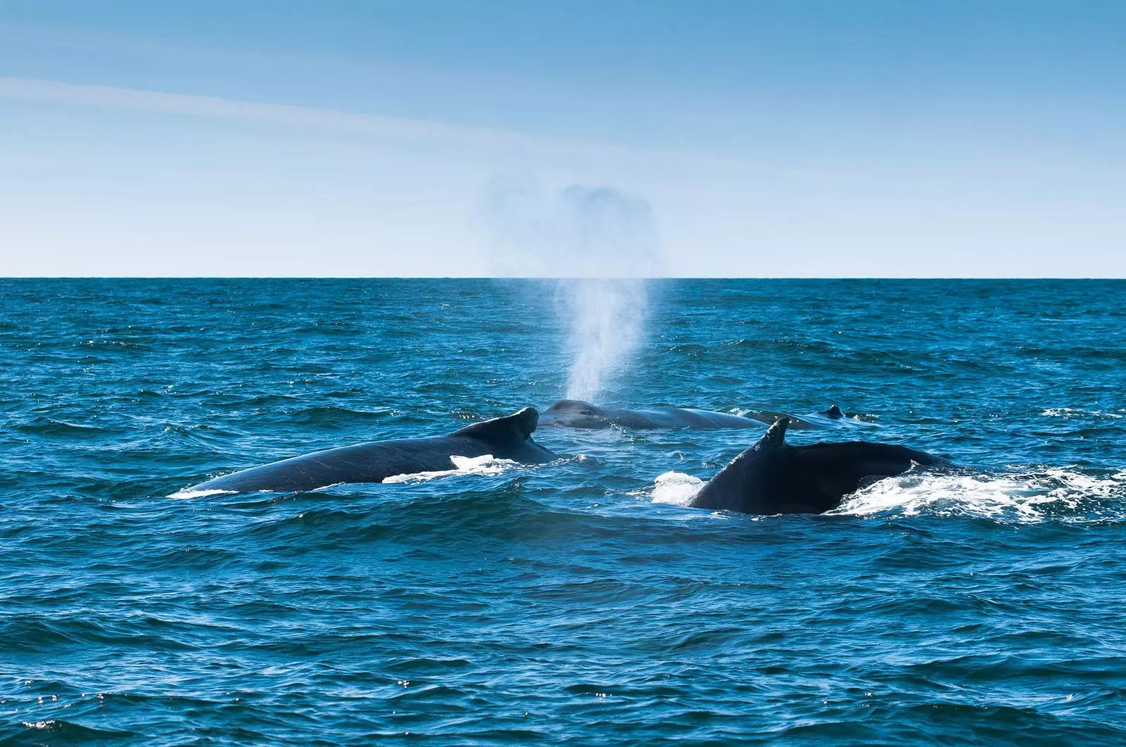 Le balene nella baia di Fundy