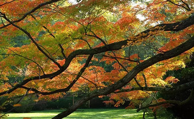 Dumbarton Oaks Araştırma Kütüphanesi ve Koleksiyonu