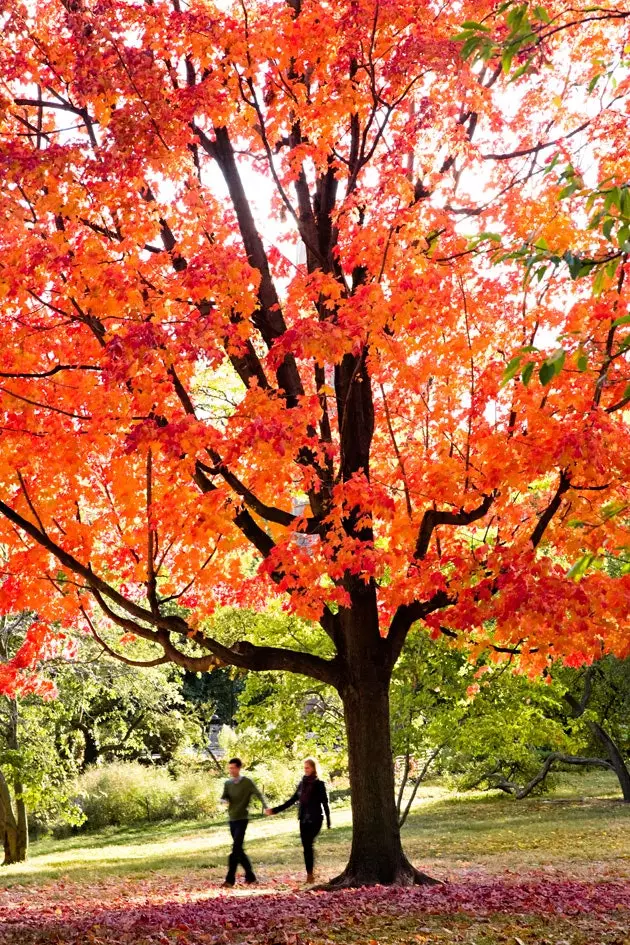 Centrale park