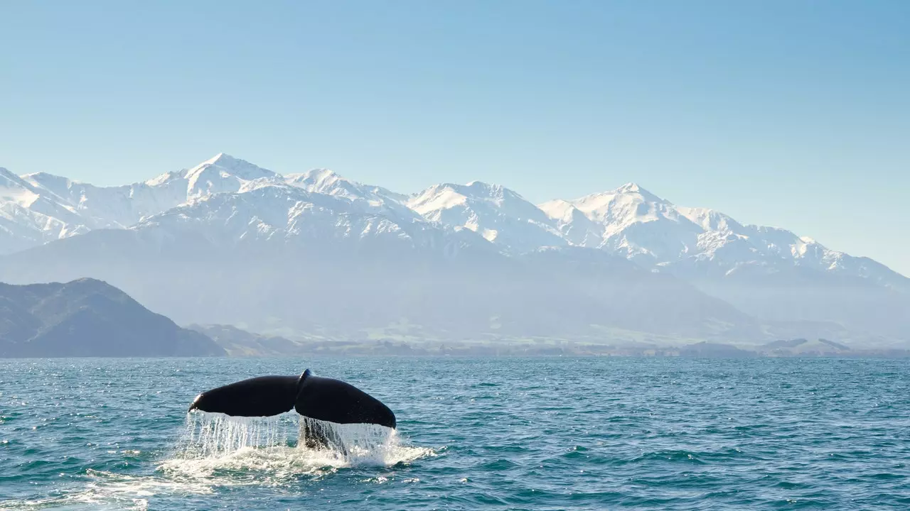 Kaikoura, nyumba ya nyangumi