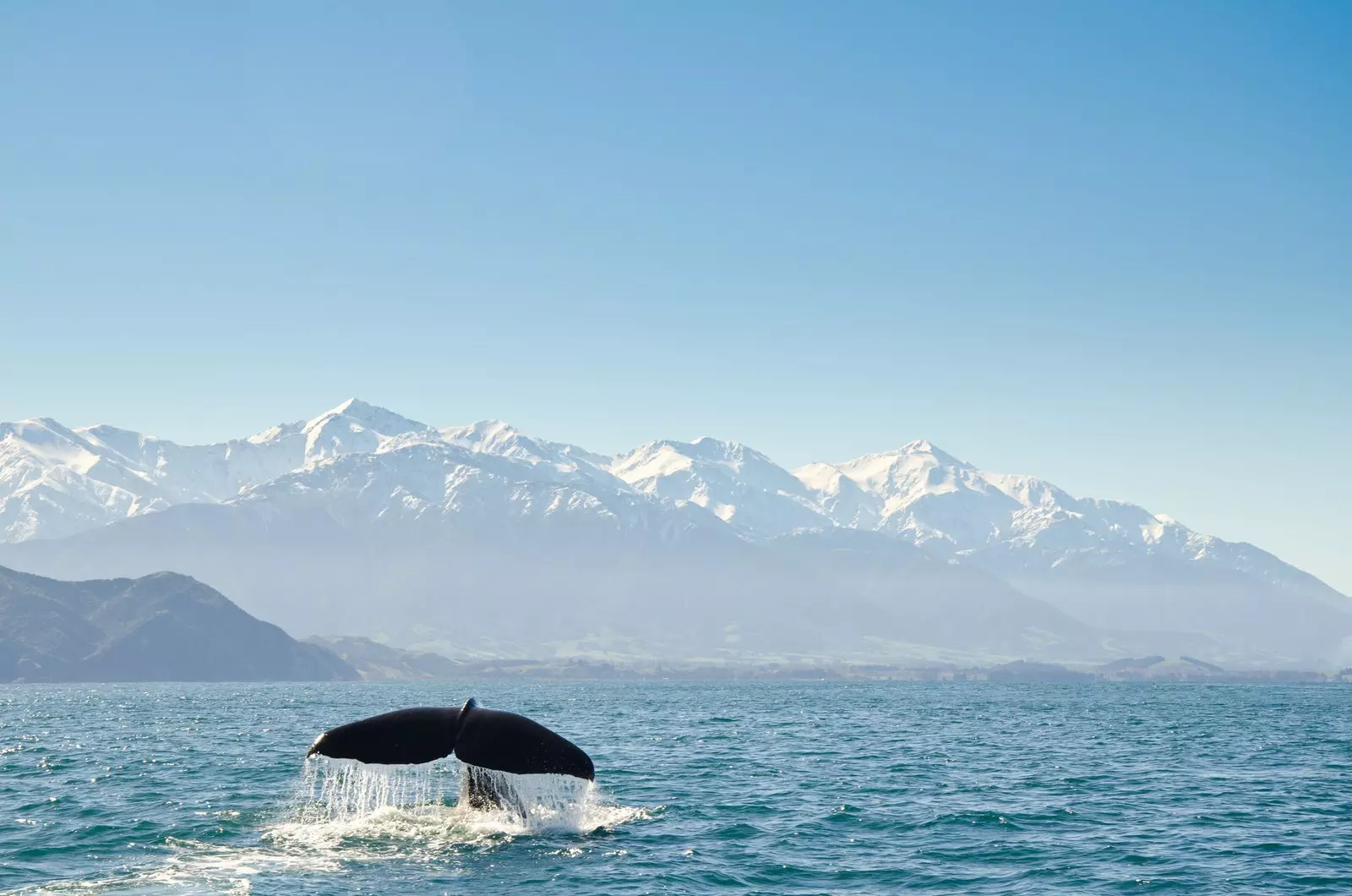 Cá voi ở Kaikoura New Zealand