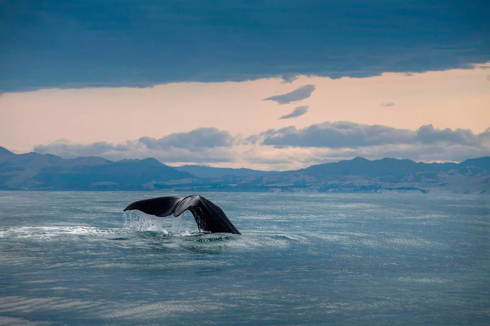 Kaikoura Yeni Zelanda'da balina