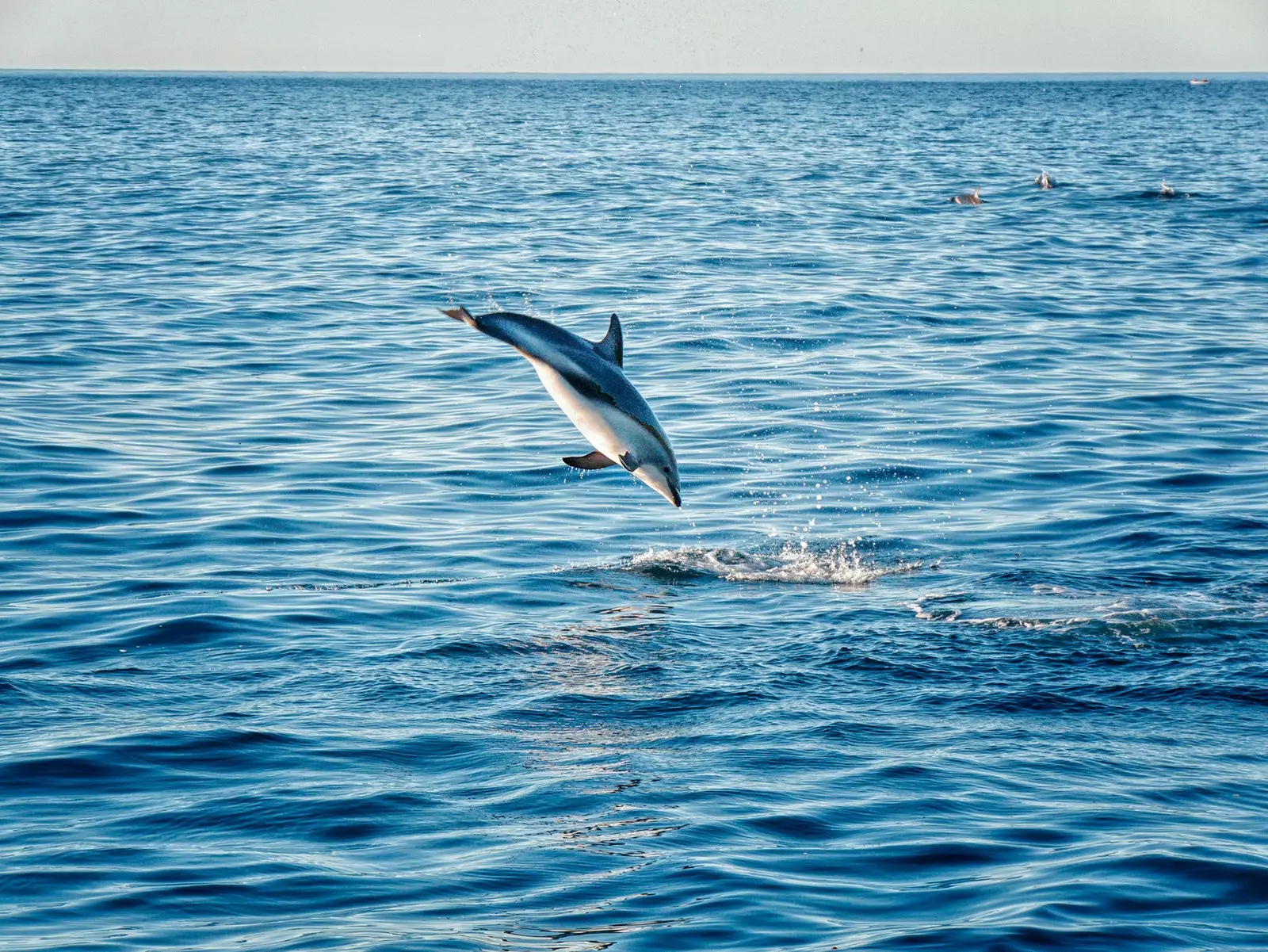 Delphin in Kaikoura Neuseeland