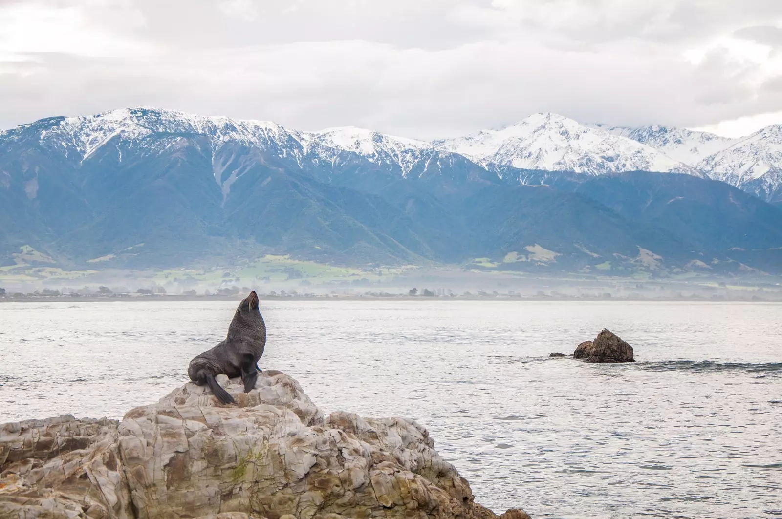 Loðsel í Kaikoura Nýja Sjálandi