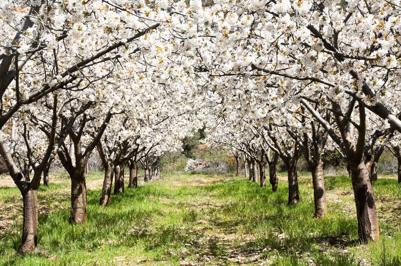 Njia kupitia miti ya cherry katika maua katika Bonde la Jerte