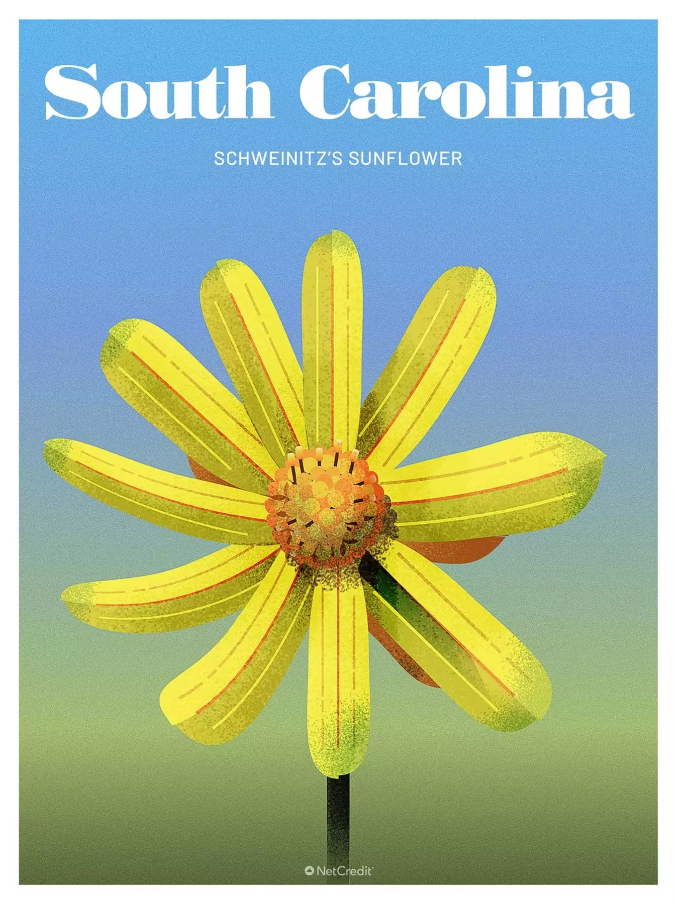 Tournesol de Schweinitz