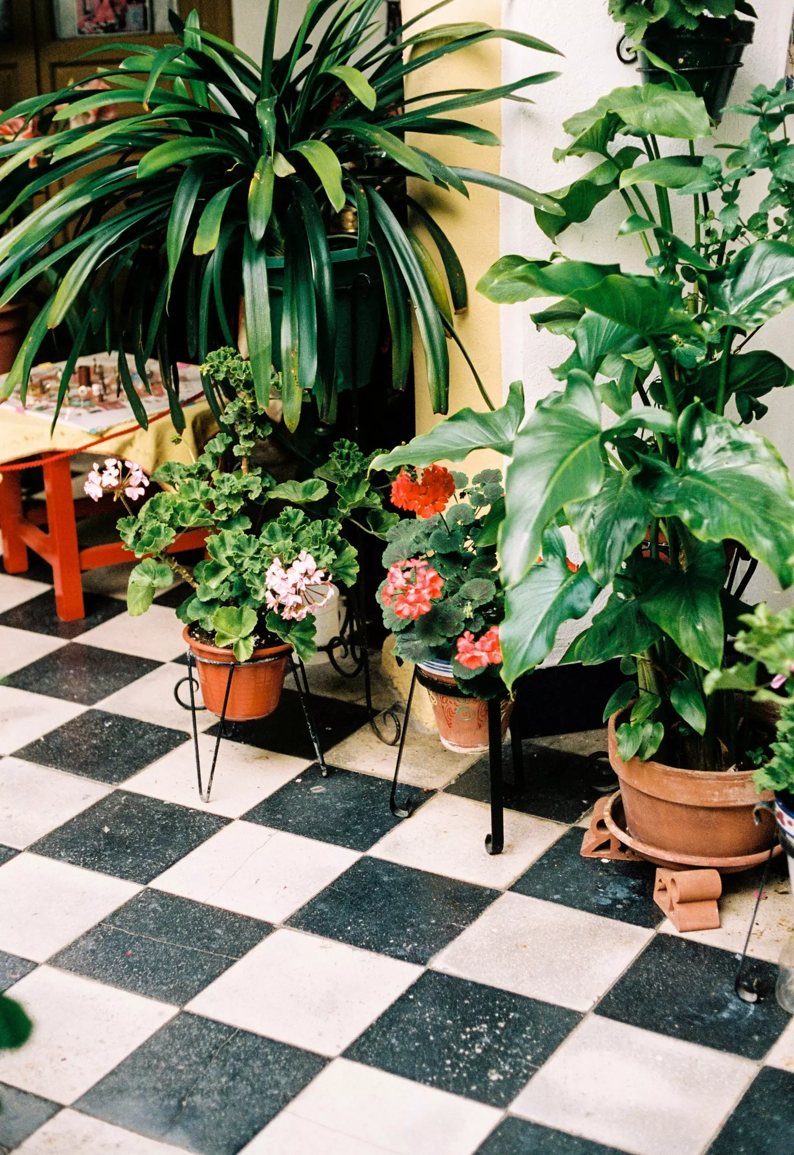 Un patio de cordobs dans le quartier de San Basilio