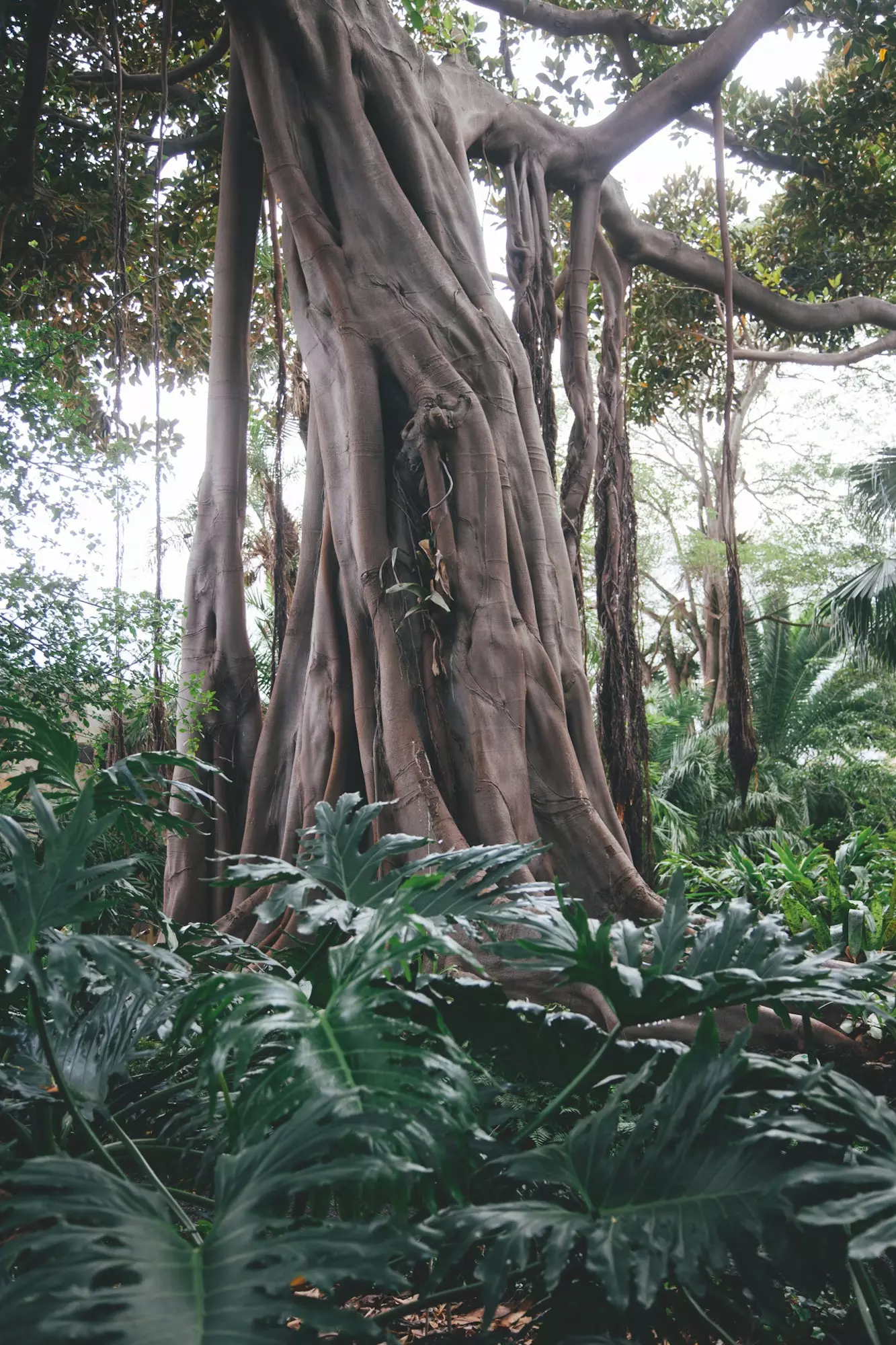 Puerto de la Cruz Laurel de Indias botanikus kertje.