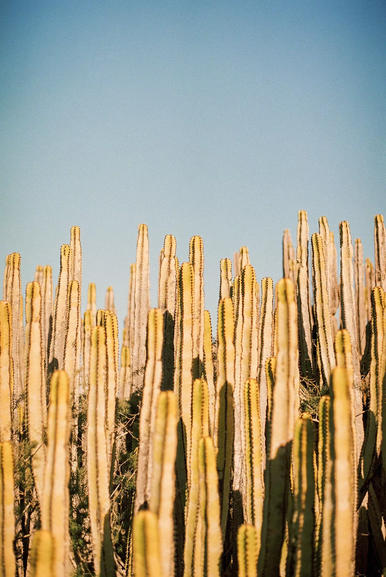 Fuerteventura nga fotografi Víctor Bensusi