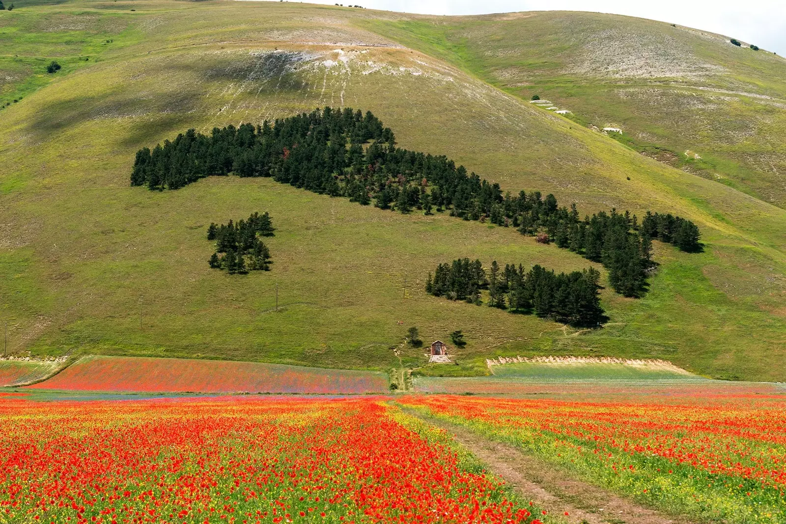 Монти Сибиллини алдындағы гүлді алқап.