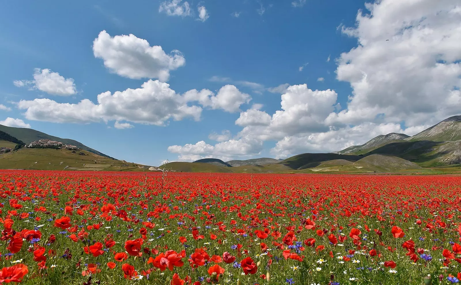 Castelluccio di Norcia의 양귀비 들판.