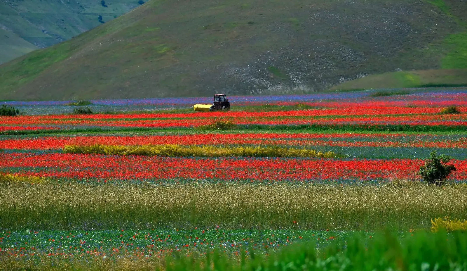 The fields full of red yellow and violet flowers.