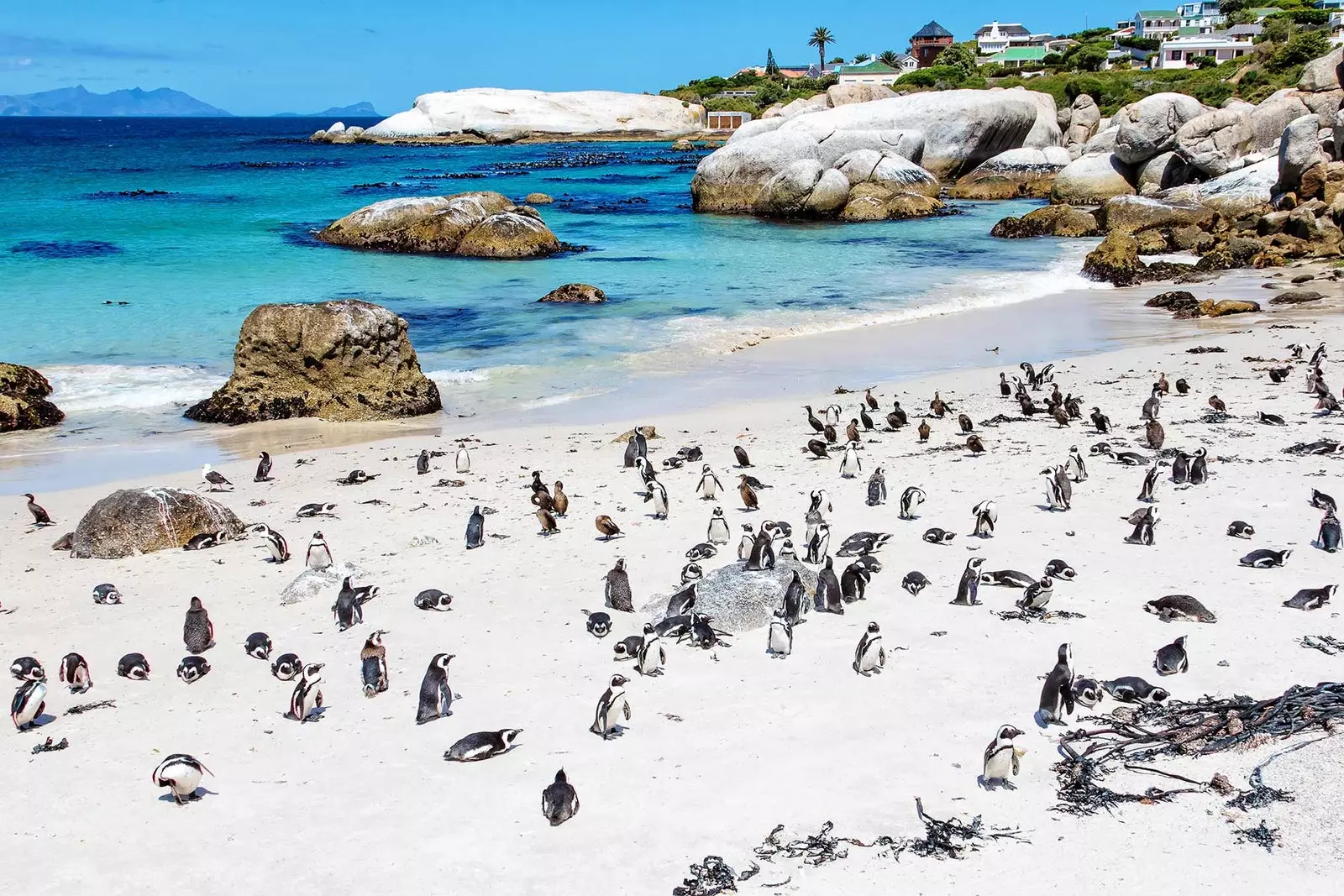 Pingouins à Boulder's Beach Cape Town