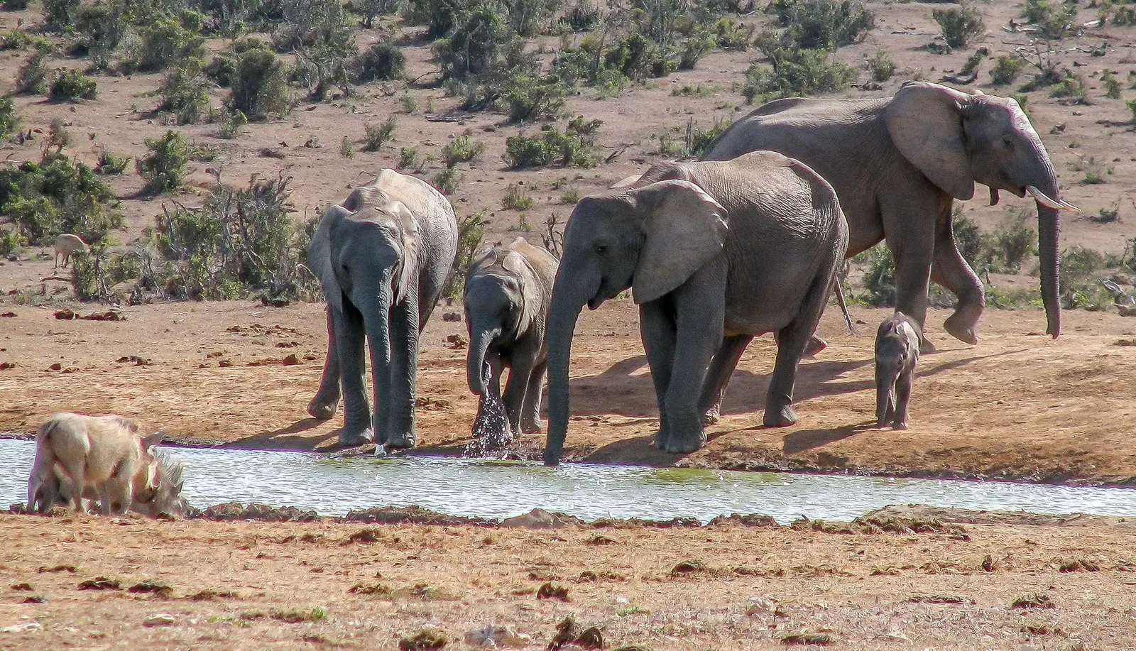 Elefanter i Addo Elephant National Park