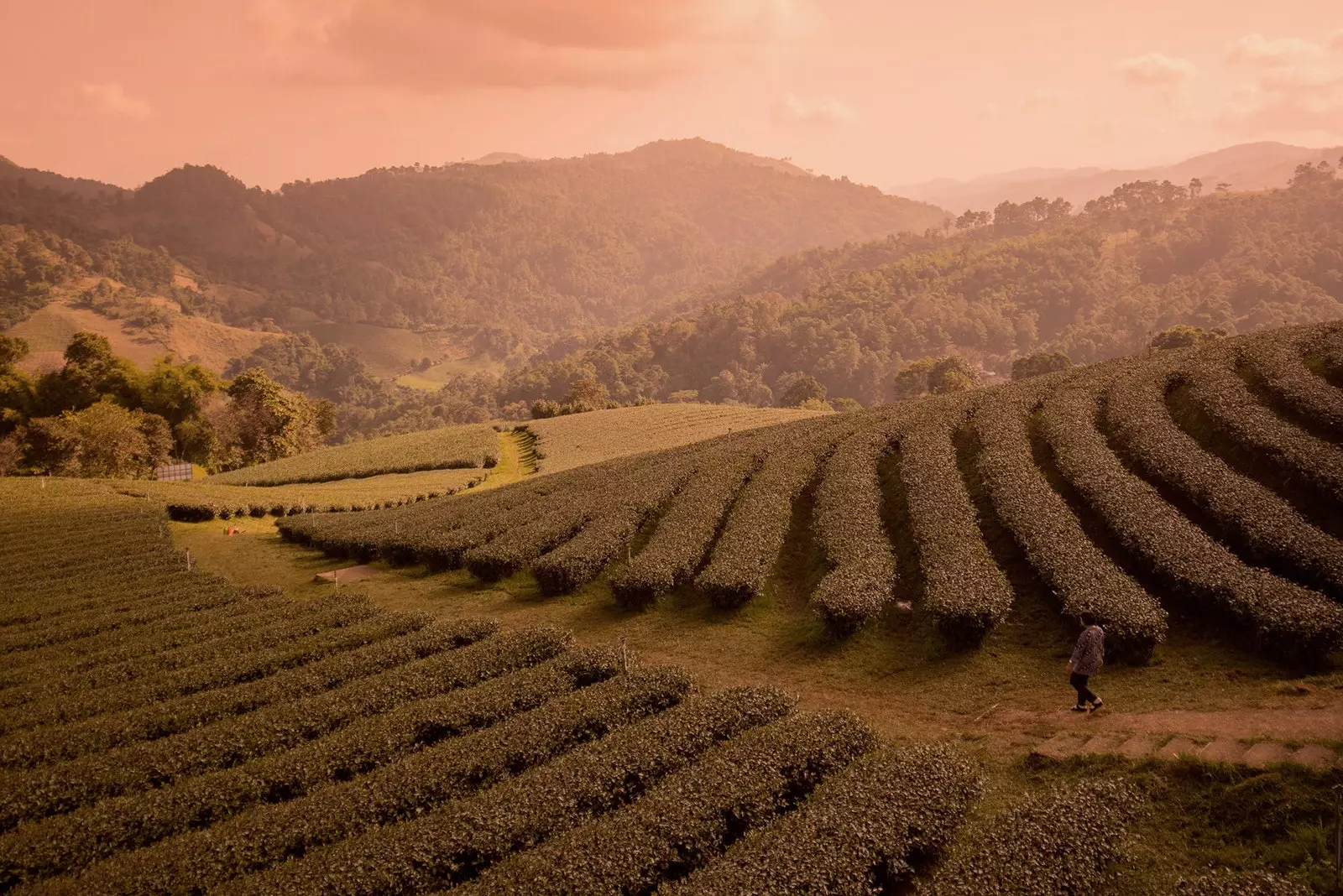 çay plantasiyası