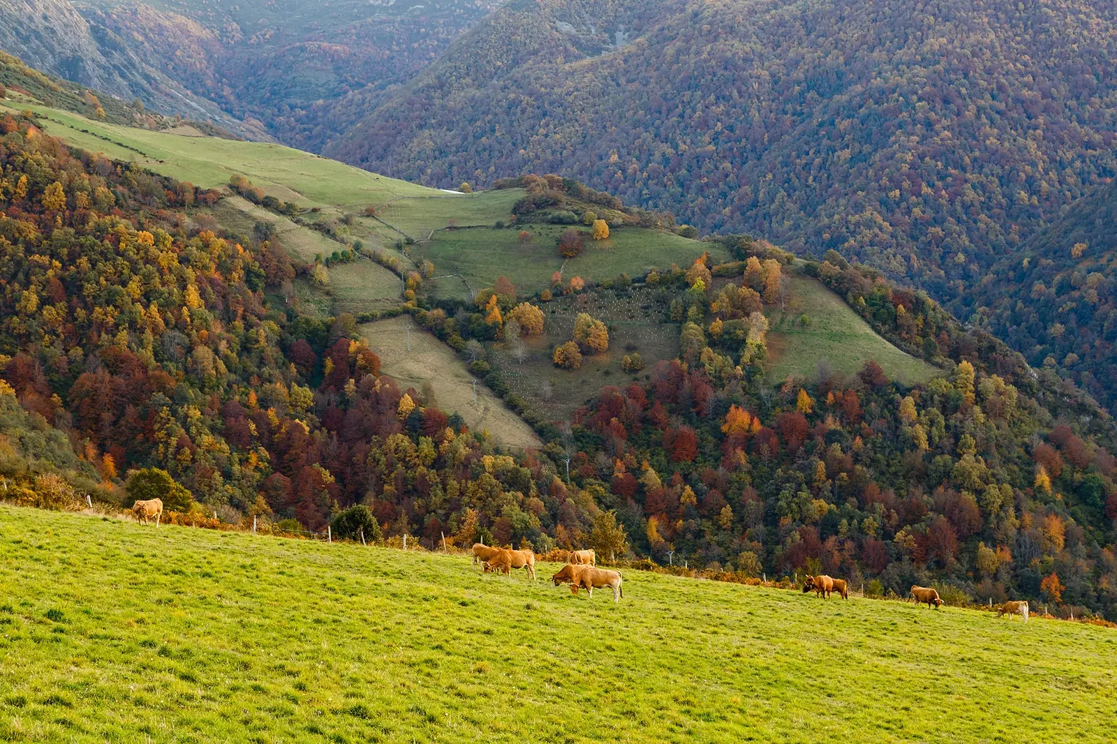 Picha kamili ya vuli huko Muniellos