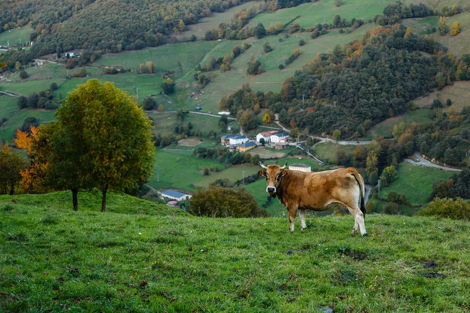 Krowy pasące się w dolinach Muniellos